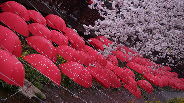 170321_cherry blossom14_in.jpg
